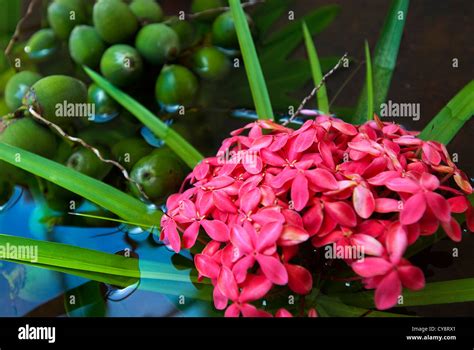 巴西植物|Flora do Brasil